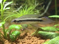 藍袖公魚