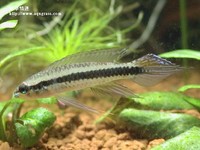 藍袖公魚