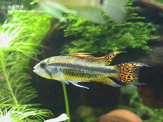 鳳尾公魚