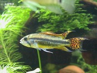 鳳尾公魚