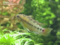 女王二型公魚