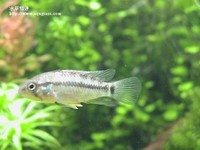 帝王公魚