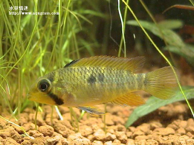 帝王母魚