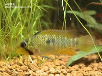 帝王母魚