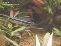 藍袖公魚