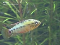 女王二型公魚