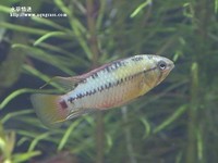 女王二型公魚