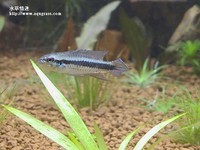 藍袖公魚