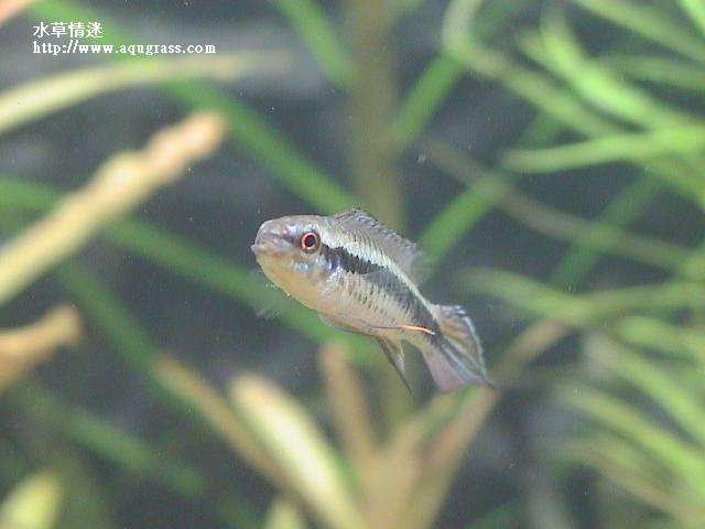 藍袖公魚