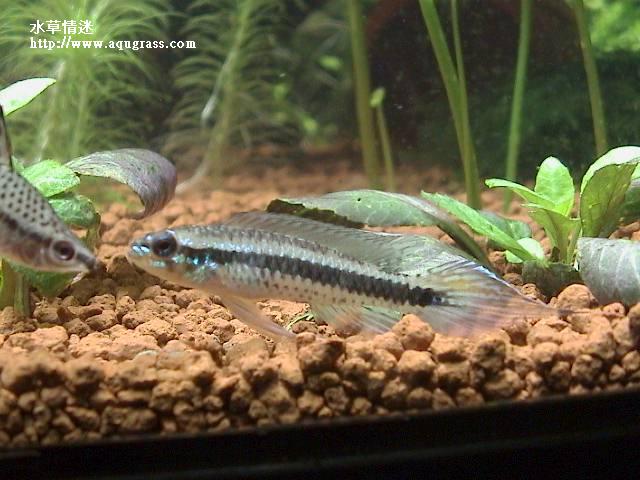 藍袖公魚
