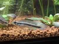 藍袖公魚