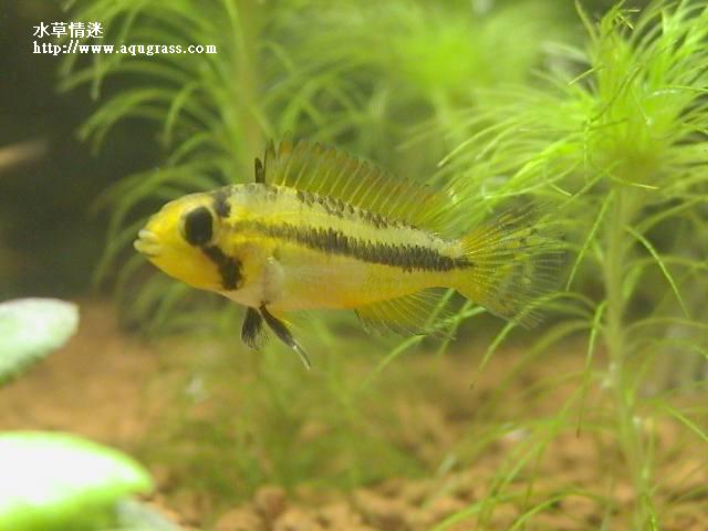 鳳尾母魚