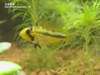 鳳尾母魚