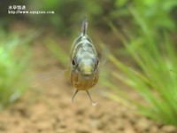 女王二型公魚