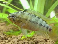 女王二型公魚