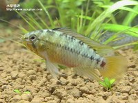 女王二型公魚