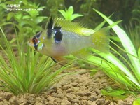 荷蘭鳳凰母魚
