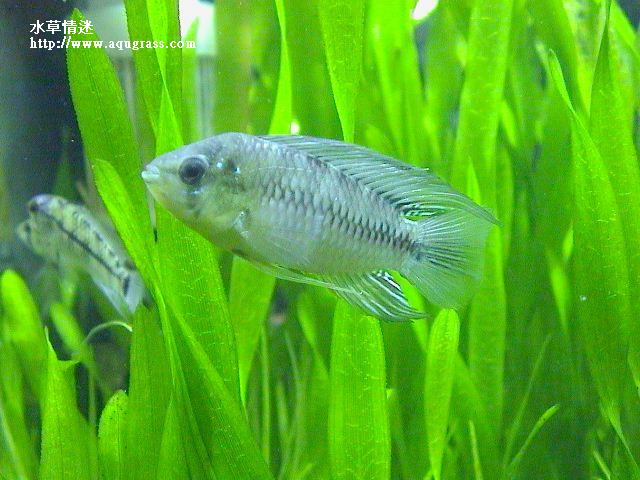 黃金公魚
