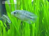黃金公魚