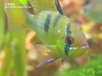 荷蘭鳳凰公魚