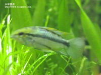 三線公魚
