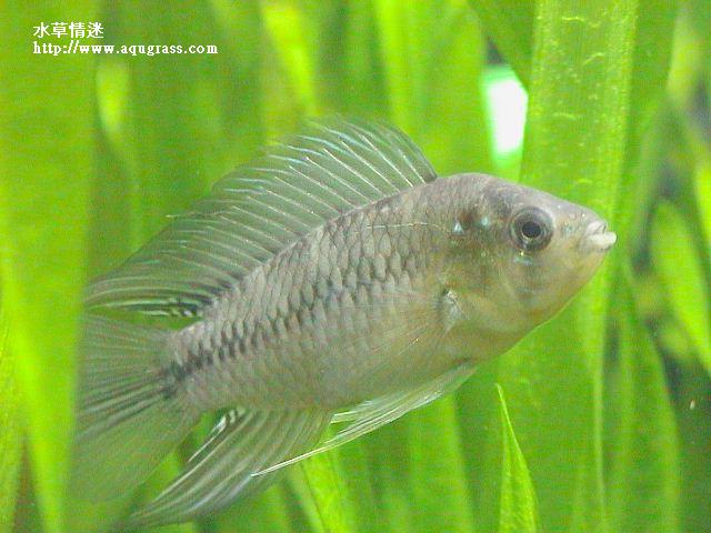 黃金公魚