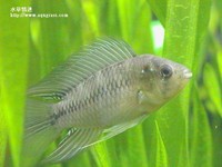 黃金公魚