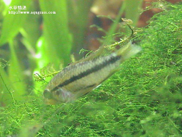 三線公魚
