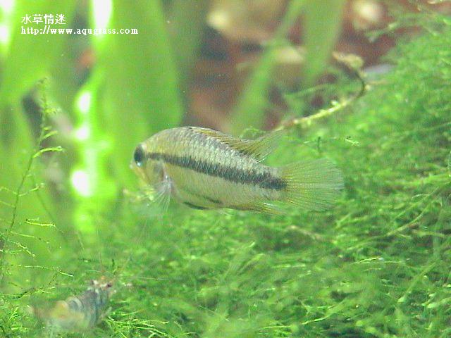 三線公魚