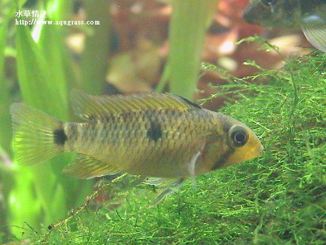 帝王母魚