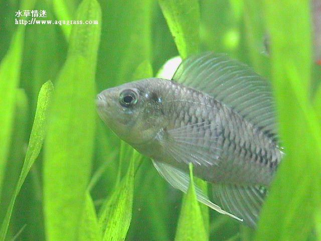 黃金公魚