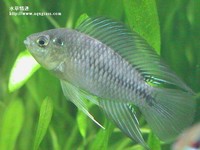 黃金公魚