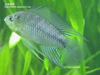黃金公魚