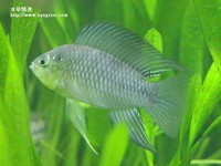 黃金公魚