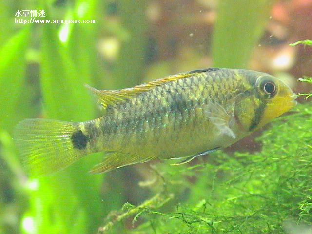 帝王母魚
