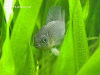 黃金公魚