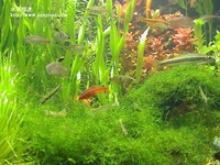 草景