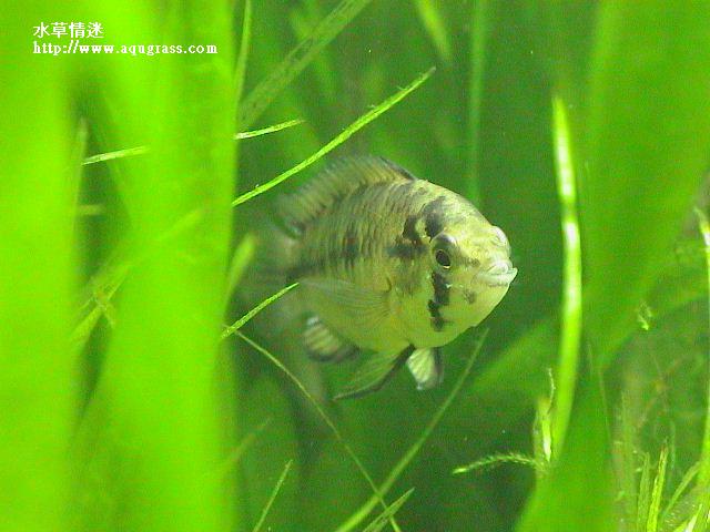 帝王母魚