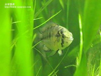帝王母魚