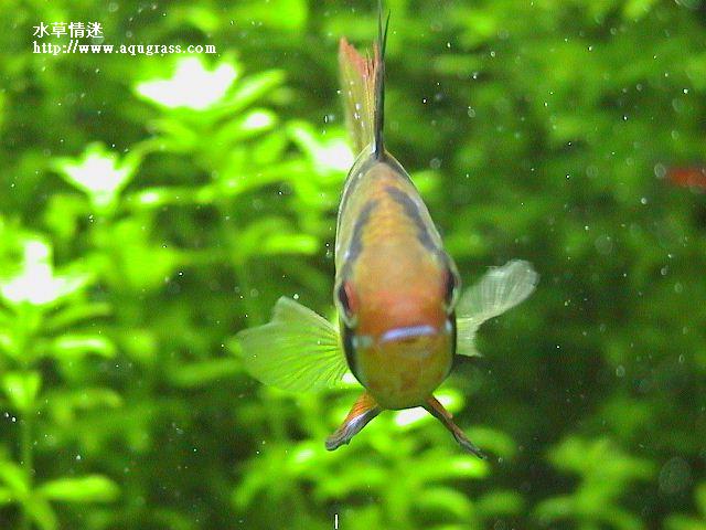 荷蘭鳳凰