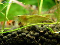 green-03