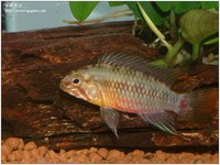 fish-06