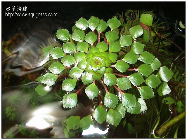 Ludwigia sedoides
