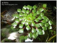 Ludwigia sedoides