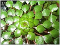 Ludwigia sedoides