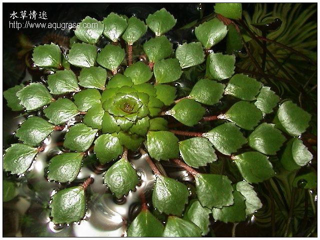 Ludwigia sedoides