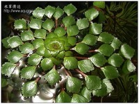 Ludwigia sedoides