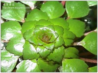 Ludwigia sedoides
