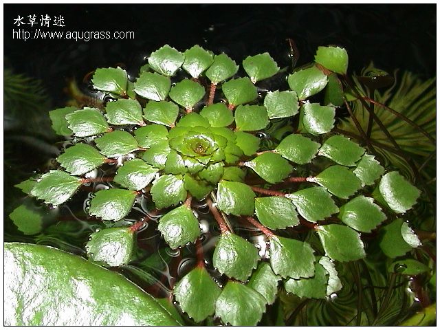 Ludwigia sedoides