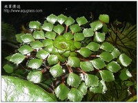 Ludwigia sedoides